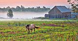 Equine Pal In Misty Sunrise_45662